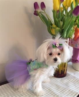 female-maltese-wearing-dress